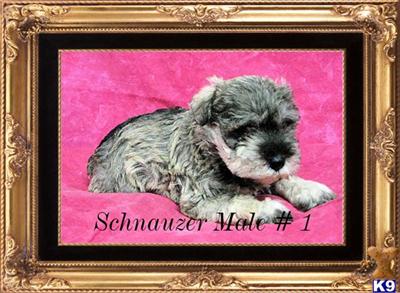 Hypoallergenic Dogs